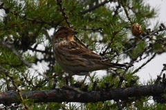 Emberiza pusilla