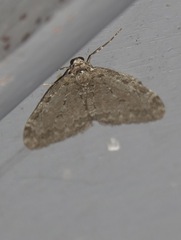 Epirrita dilutata