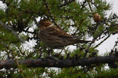Emberiza pusilla