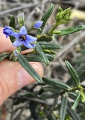 Halgania andromedifolia