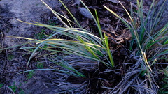 Lomandra hastilis
