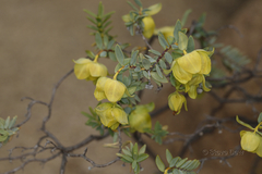 Pimelea suaveolens