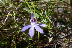 Cyanicula caerulea