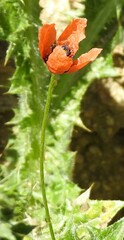 Papaver argemone