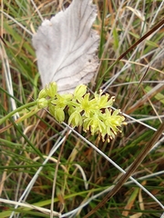 Tofieldia calyculata