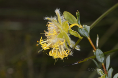 Pimelea suaveolens