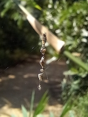 Cyclosa hexatuberculata