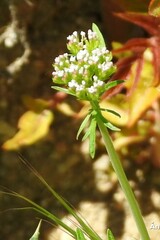Centranthus calcitrapae