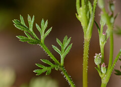 Daucus glochidiatus