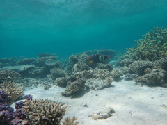 Cheilinus trilobatus