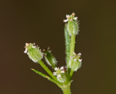 Daucus glochidiatus