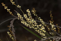 Psammomoya choretroides