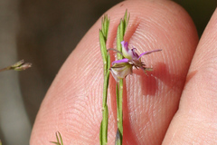 Polygala lehmanniana