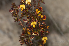 Pultenaea empetrifolia