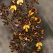 Pultenaea brachyphylla - Photo (c) Steve Dew, algunos derechos reservados (CC BY-NC), subido por Steve Dew