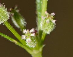 Daucus glochidiatus