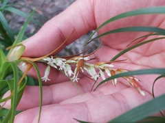 Dracophyllum secundum