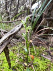 Pterostylis tunstallii