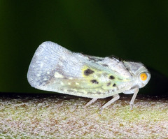 Metcalfa pruinosa cubana