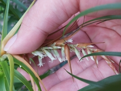 Dracophyllum secundum
