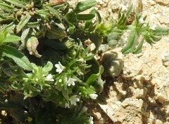 Buglossoides arvensis
