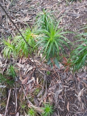 Dracophyllum secundum