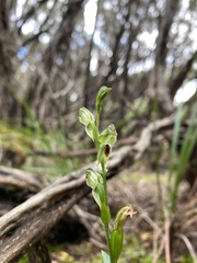 Pterostylis tunstallii