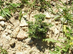 Buglossoides arvensis