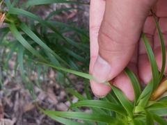 Dracophyllum secundum