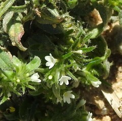 Buglossoides arvensis