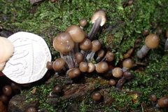 Mycena polygramma
