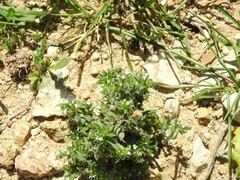 Buglossoides arvensis