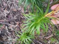 Dracophyllum secundum