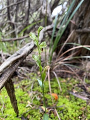 Pterostylis tunstallii