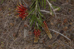 Grevillea beardiana