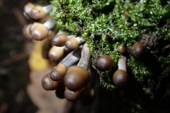 Mycena polygramma