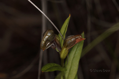 Pterostylis sanguinea