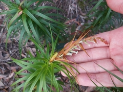 Dracophyllum secundum