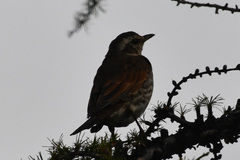 Turdus eunomus