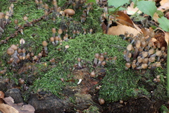 Mycena polygramma