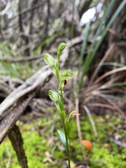 Pterostylis tunstallii