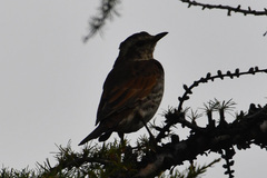 Turdus eunomus