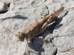 Sphingonotus rubescens