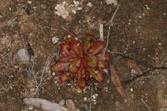 Drosera bulbosa