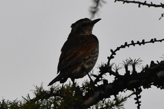 Turdus eunomus