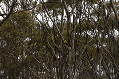 Polytelis anthopeplus