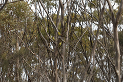 Polytelis anthopeplus