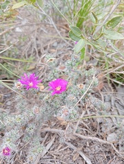 Trichodiadema intonsum