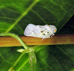 Metcalfa pruinosa cubana