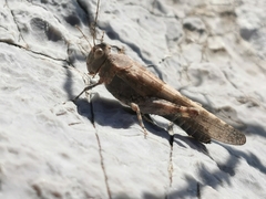 Sphingonotus rubescens